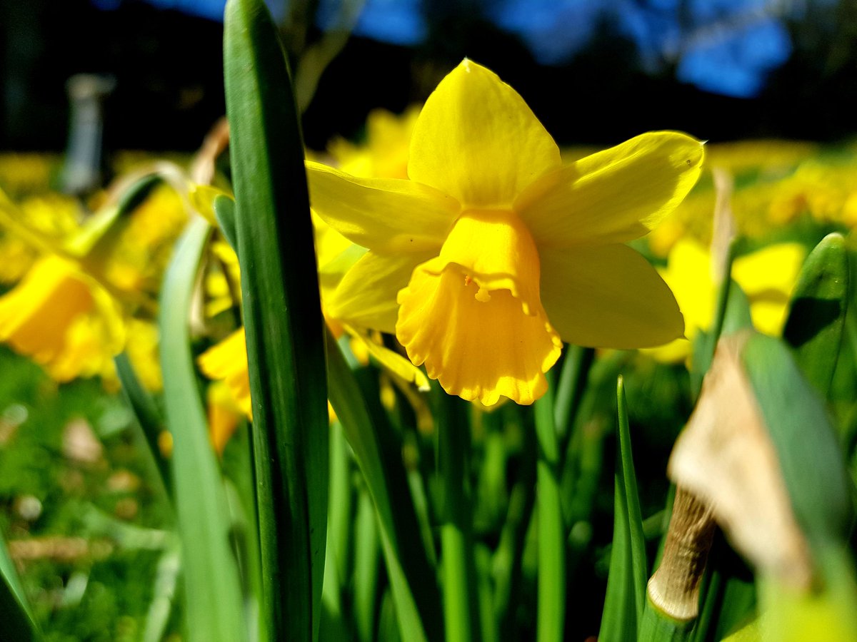 Yellow Daffodils are out in full bloom
#yellowdaffodils #yellow #daffodils #flowers #flowerphotography #loveflowers #plant #scent #nature #naturephotography #flowersofinstagram #flowerstagram #petals #flowerflower #flowerpower #flowerporn #photography #photographylovers #UK