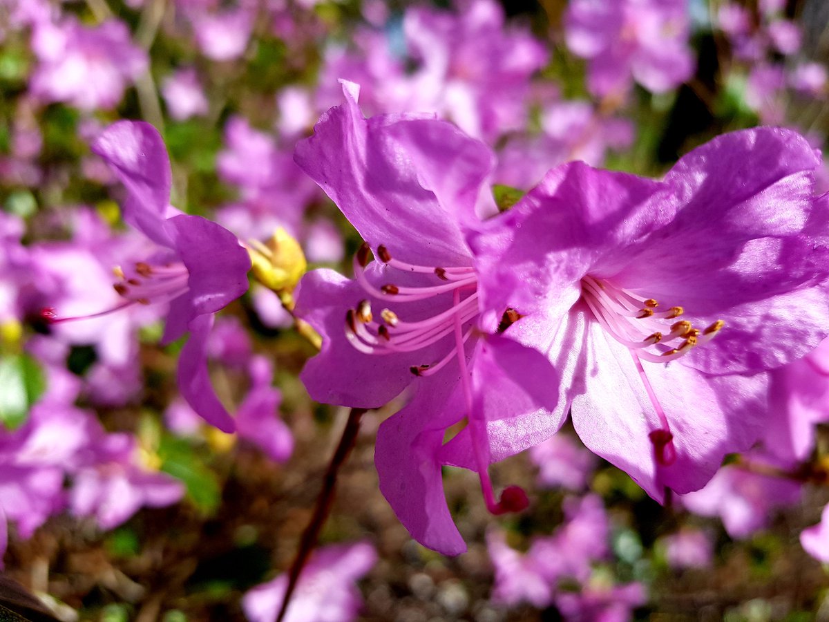Pink Wild flowers
#pinkflowers #pink #flowers #wild #flowers #flowerphotography #loveflowers #plant #scent #nature #naturephotography #flowersofinstagram #flowerstagram #petals #flowerflower #flowerpower #flowerporn #photography #photographylovers #UK