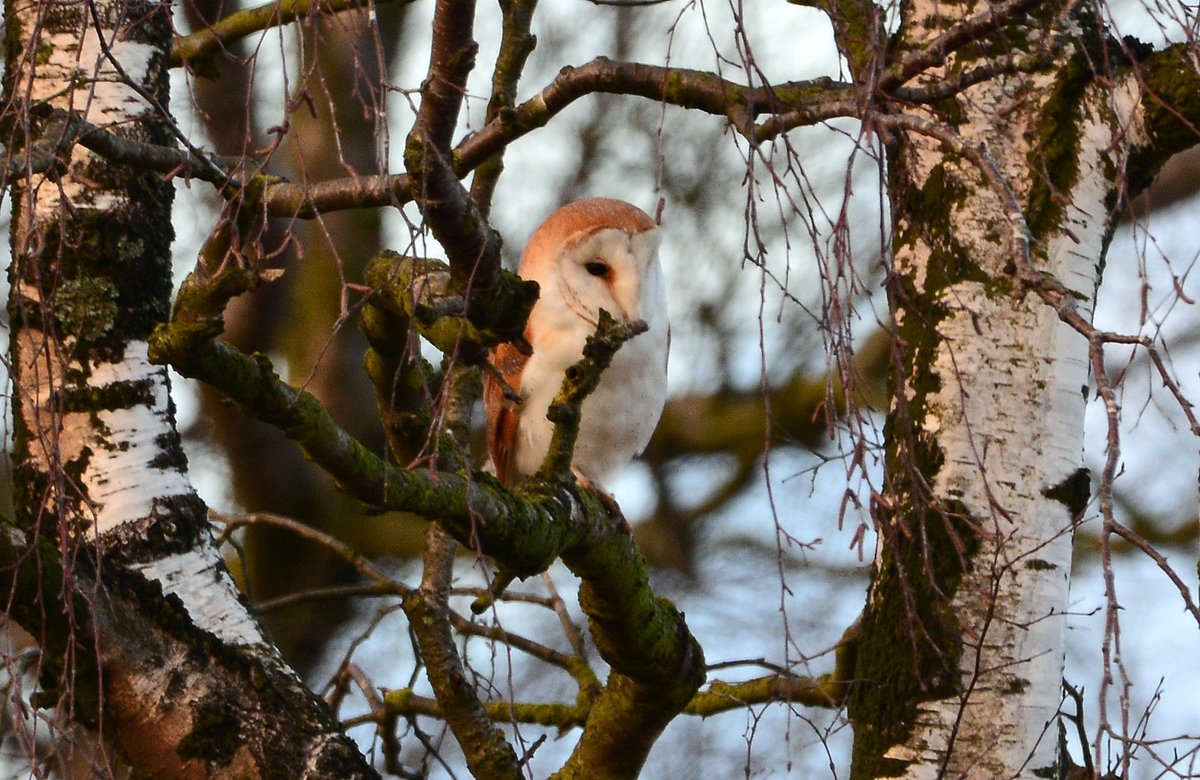 Some record shots of one of the local barn owls leaving its box during a break in the weather. @_WildlifeUK_ <a href="/BirdsDerbyshire/">BirdNewsDerbyshire</a> <a href="/birdsofprey_uk/">Birds of Prey</a> <a href="/britishbirds/">British Birds</a> <a href="/BarnOwlTrust/">Barn Owl Trust</a> <a href="/DerbysWildlife/">Derbyshire Wildlife Trust</a> <a href="/BBCSpringwatch/">BBC Springwatch</a>