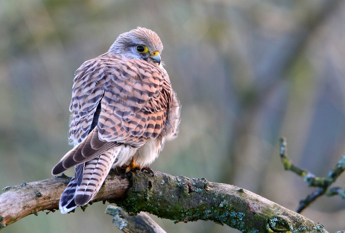 Out watching the barn owls and look what perched opposite me. @_WildlifeUK_ <a href="/birdsofprey_uk/">Birds of Prey</a> <a href="/BirdsDerbyshire/">BirdNewsDerbyshire</a> <a href="/DerbysWildlife/">Derbyshire Wildlife Trust</a> <a href="/BBCSpringwatch/">BBC Springwatch</a>