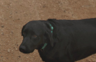 DavidWright_7's tweet photo. why is beto's dog so mournful https://t.co/255D3gTGXt