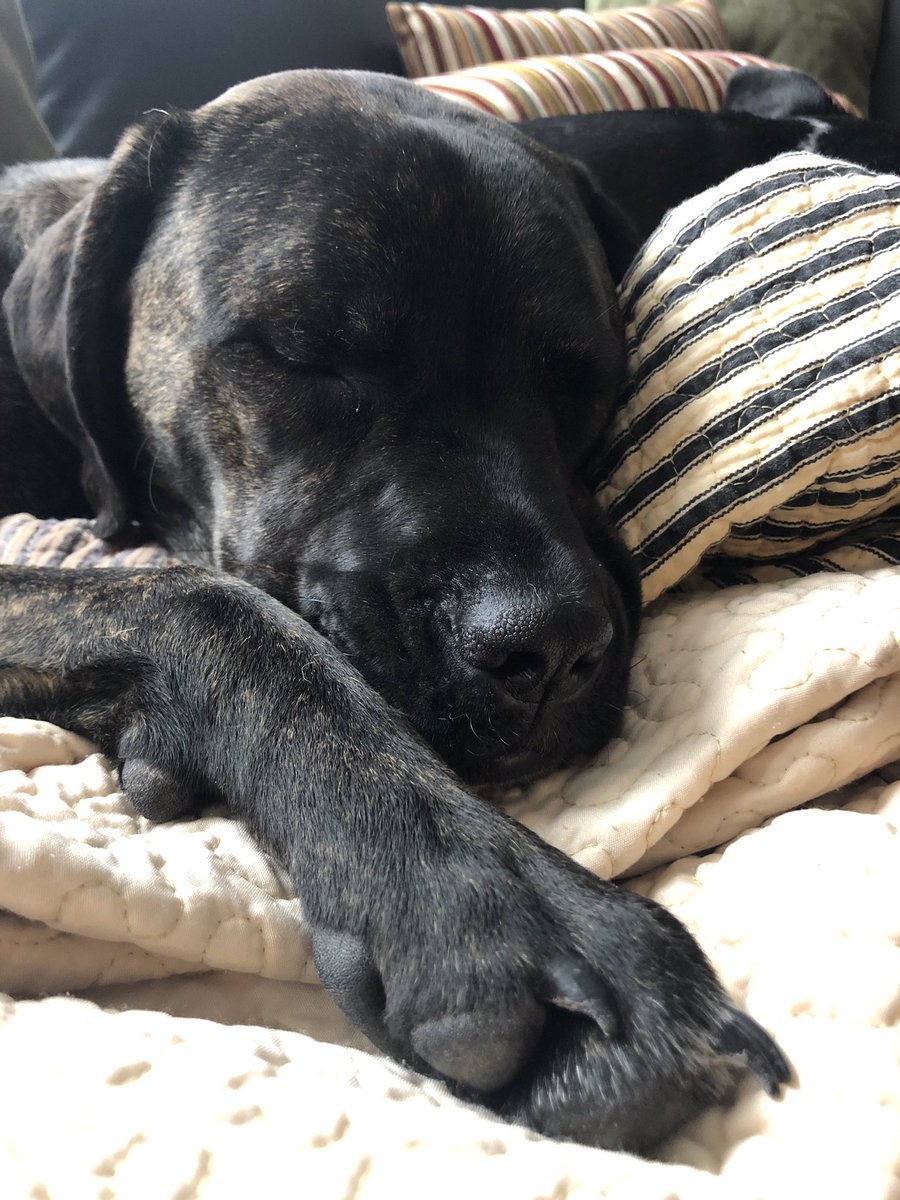 asfischer14's tweet photo. I’ve been apart from my dog for less than 24 hours and I honestly didn’t know it was possible to miss something so fricken much... but here are some pics of him living his best life and snuggling away with his furriends! #seeyouintwodaysbuddy https://t.co/LXrRa8sCK1