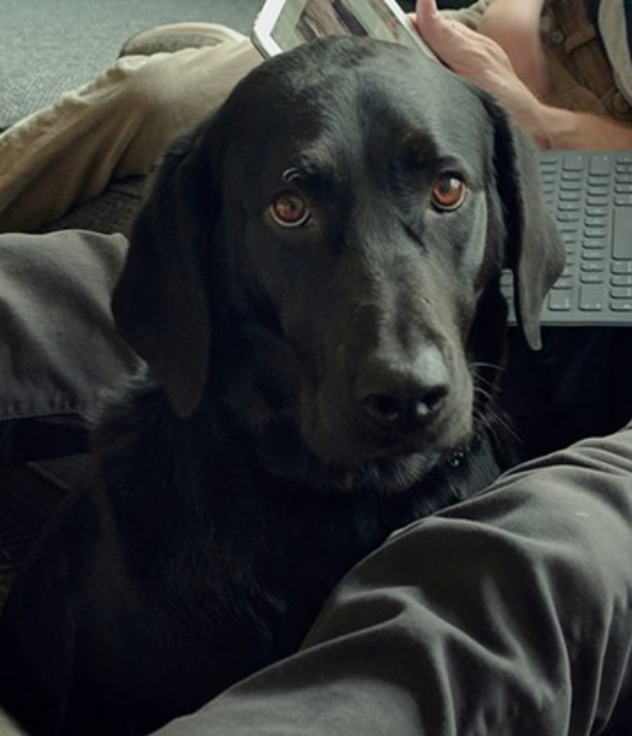 DavidWright_7's tweet photo. why is beto's dog so mournful https://t.co/255D3gTGXt