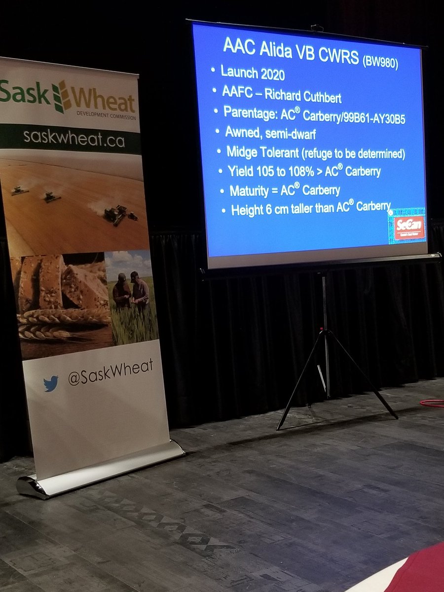 TylerWist1's tweet photo. AAC Alida on the horizon from @wheat_dr at AAFC Swift Current. An @MidgeTolWheat @SaskWheat #ThinkWheat https://t.co/HLhn9MzPNK