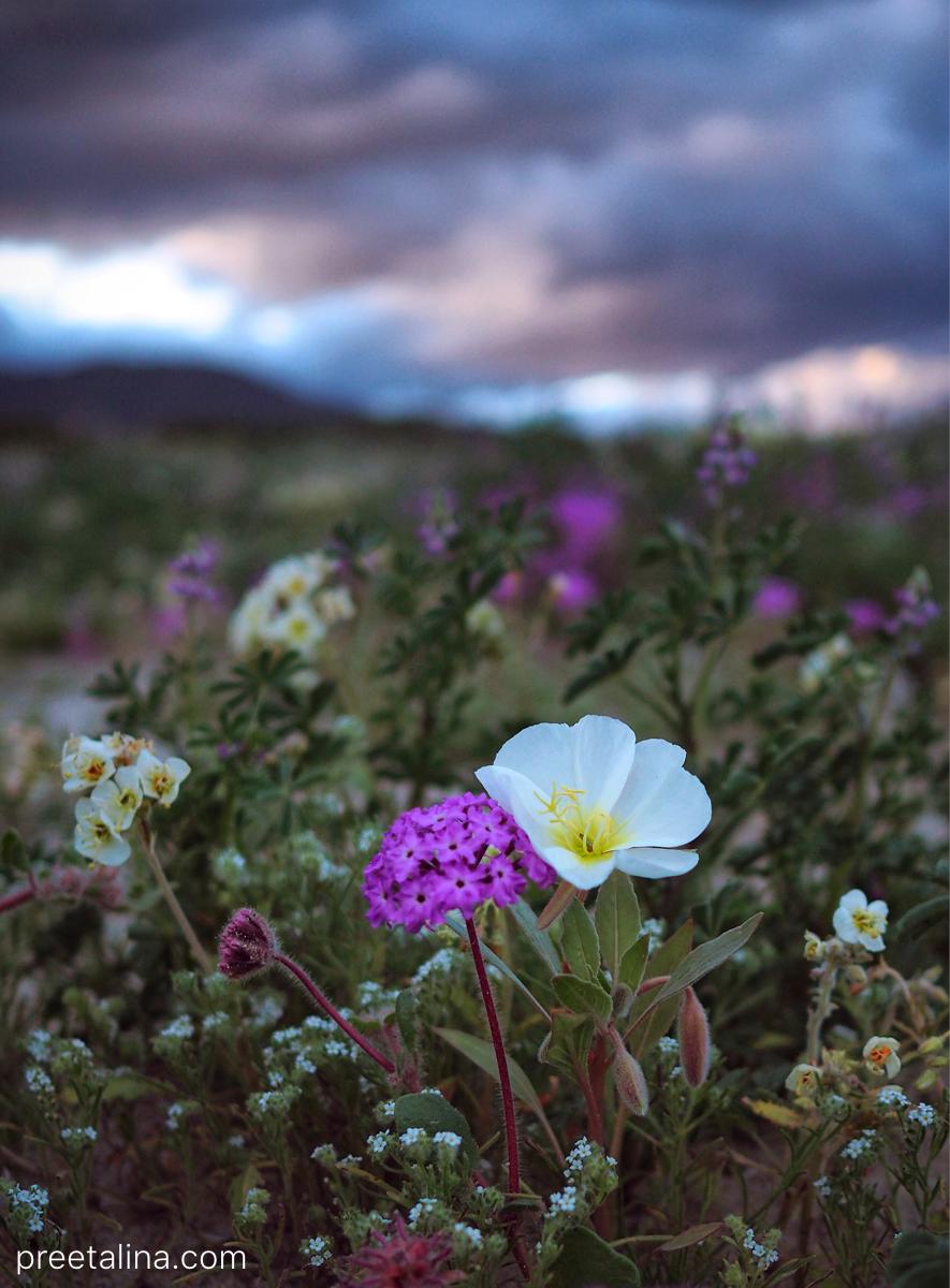 A little taste of the superbloom at #AnzaBorrego from last week. 🌸 #nowildflowerswereharmed @AnzaBResearch