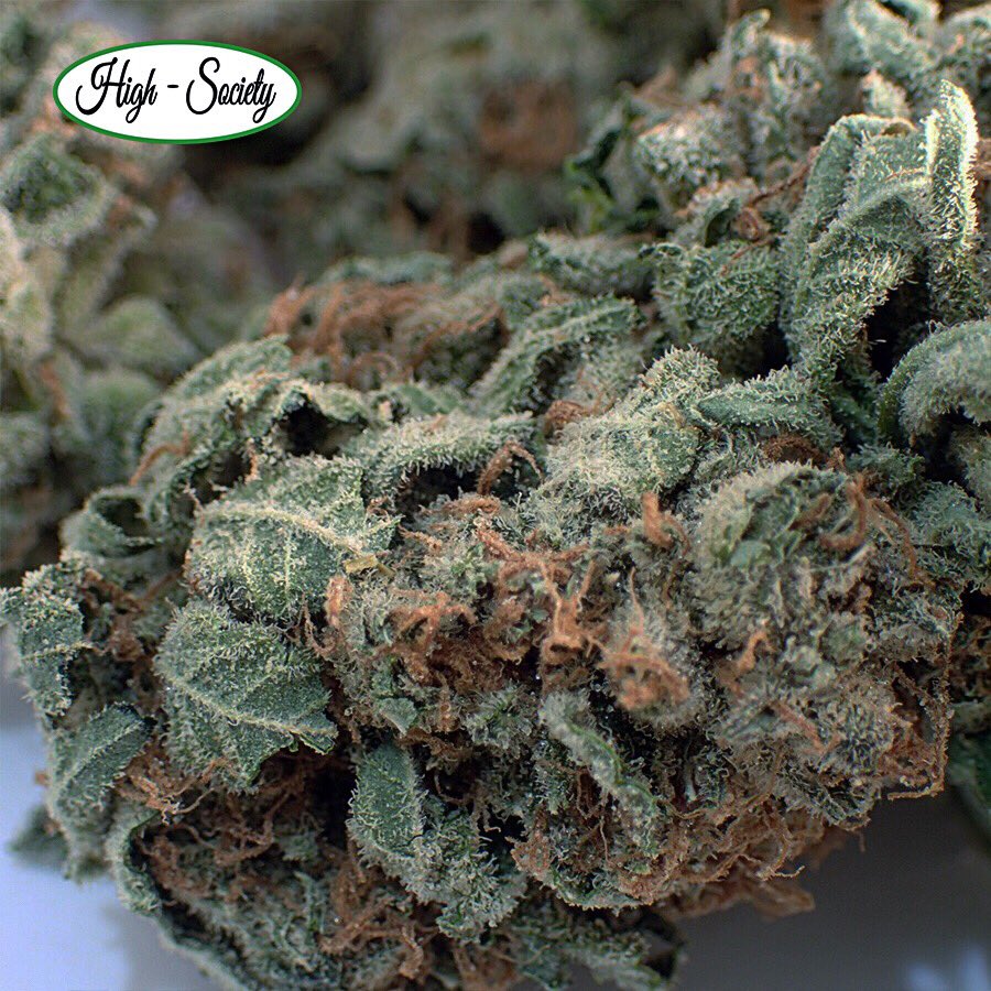 This bad boy packs a punch and is quite popular among many Sativa enthusiasts. A great daytime high while you get things done, or just a daily smoke for reducing pain, you can't go wrong with Super Silver Haze. #torontodispensaries #weedwednesday