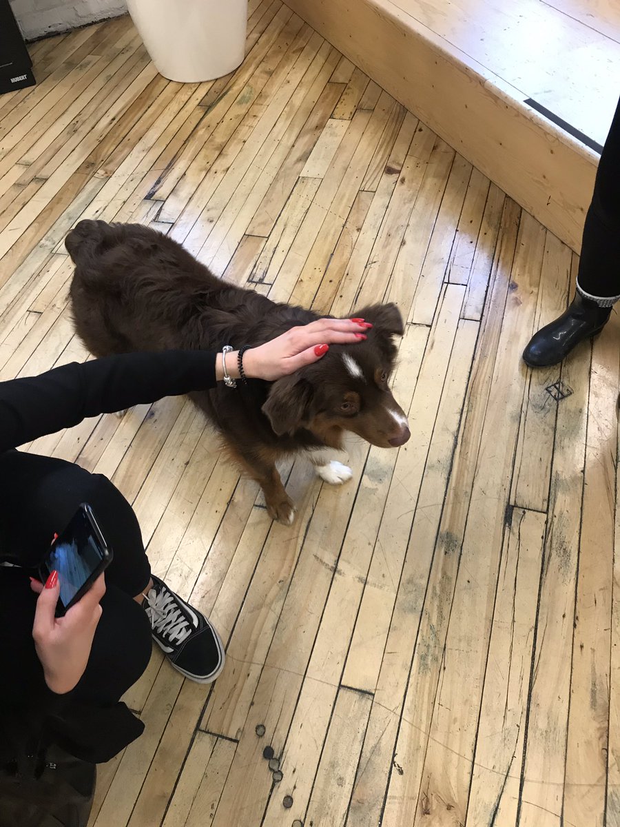 SOVICreative's tweet photo. We have a friend joining us at the #ShopifyMeetupTO. 

Come say hi to Walnut and get your pets in!!! 🐾🐶🐾 https://t.co/599B24rrKn
