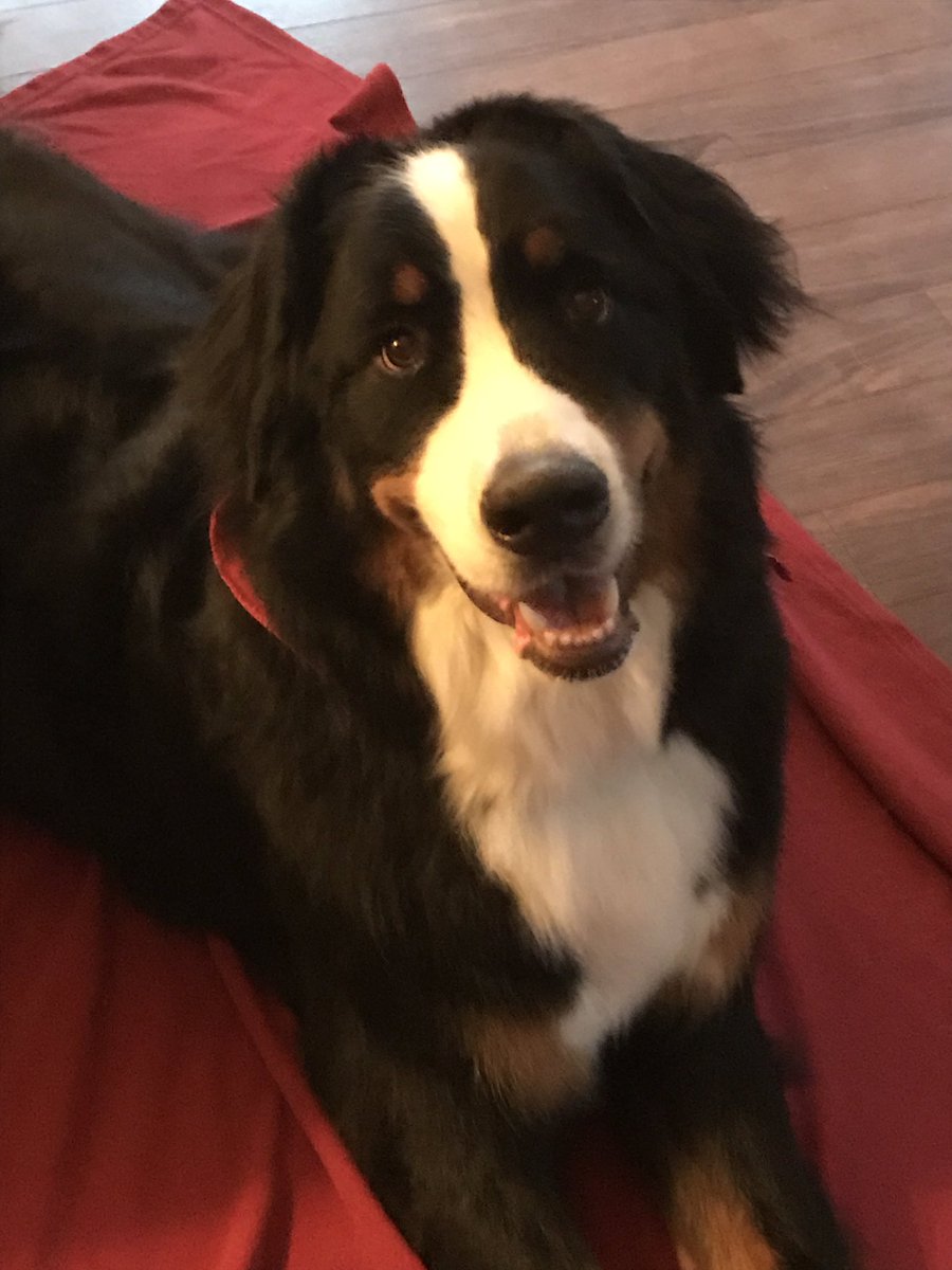 Handsome boy back from the salon #joetheberner #bernesemountaindog #bernesemountaindoglovers