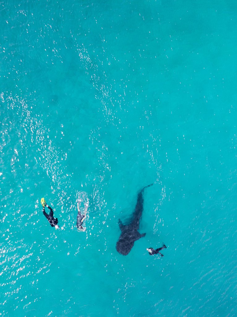 When in #Leyte, head over to #PadreBurgos or #Pintuyan and swim with #WhaleSharks between December and April/May

#offthebike #ridethephilippines #dji #mavic2 #dronephotography