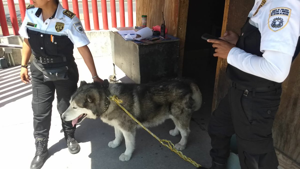 raymundorarce's tweet photo. ¡Hola amigos! Hoy me avisaron de un cachorro que lo quieren llevar a la perrera; lo encontraron cerca del Psiquiátrico de Eje 10. Si alguien quiere adoptarlo o alguien conoce quien quiera adoptarlo se los agradecería. https://t.co/YIoy0a6Zu1