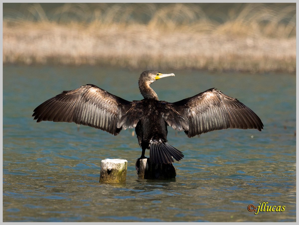Cormorán grande
(Phalacrocorax carbo)
 #ZascandileandoPorCLM #Parquenaturalserraniadecuenca #cuencaesunica #Cuenca <a href="/DescubreCuenca/">Descubre Cuenca</a> <a href="/zascandilesclm/">Zascandileando por Castilla-La Mancha</a> <a href="/_zascandileando/">Zascandileando por Cuenca</a>