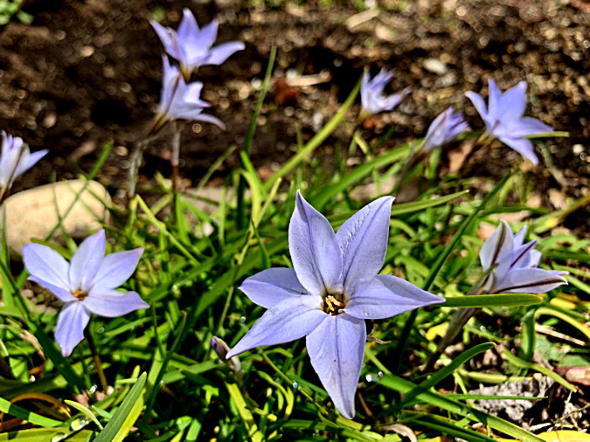 Cloudsailor 星羅の一日一花 ハナニラ 花韮 別名セイヨウアマナ 西洋甘菜 花径約3cmの白から淡紫色の6弁 花 ヒガンバナ科 ユリ科から移動 ハナニラ属 アルゼンチン ウルグアイ原産 明治時代に観賞用として導入されたものが逸出し帰化 Springstar Cloudsailor 星羅の一日一花 ハナニラ 花韮 別名セイヨウアマナ 西洋甘菜 花径約3cmの白から淡紫色の6弁 花 ヒガンバナ科 ユリ科から移動 ハナニラ属 アルゼンチン ウルグアイ原産 明治時代に観賞用として導入されたものが逸出し帰化 Springstar