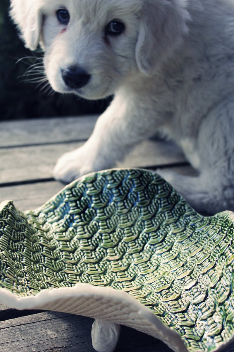 Beautiful... Puppy or ceramic dish?
rhetorical question
#ceramic #handmade #Poland #enioart #pottery #loveceramics