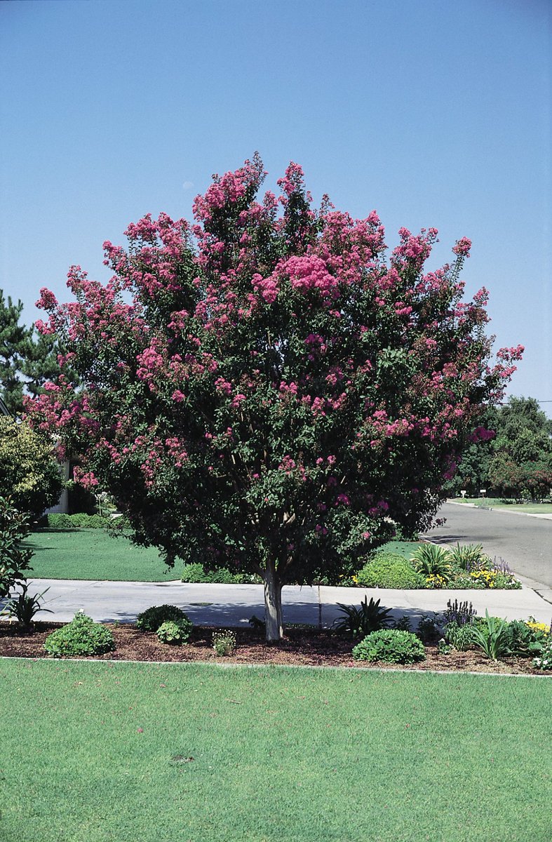 SMUDUpdates's tweet image. For 17 years in a row, we&apos;ve been recognized with the Arbor Day Foundation&apos;s TreeLine USA award for managing more than 300,000 trees near our power lines.  Please remember to plant the right tree in the right place, away from overhead power lines. #righttreerightplace #ArborWeek