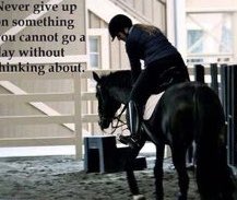 galloping geldings tweet media