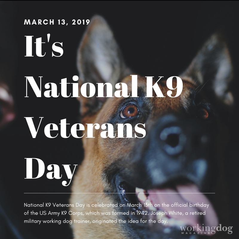 National K9 Veterans Day #NationalK9VeteransDay
#workingdogs #canines #K9Handler #K9 #dog #militaryworkingdogs #LivePD @LivePDNation @OfficialLivePD @k9_retired @DVIDSHub