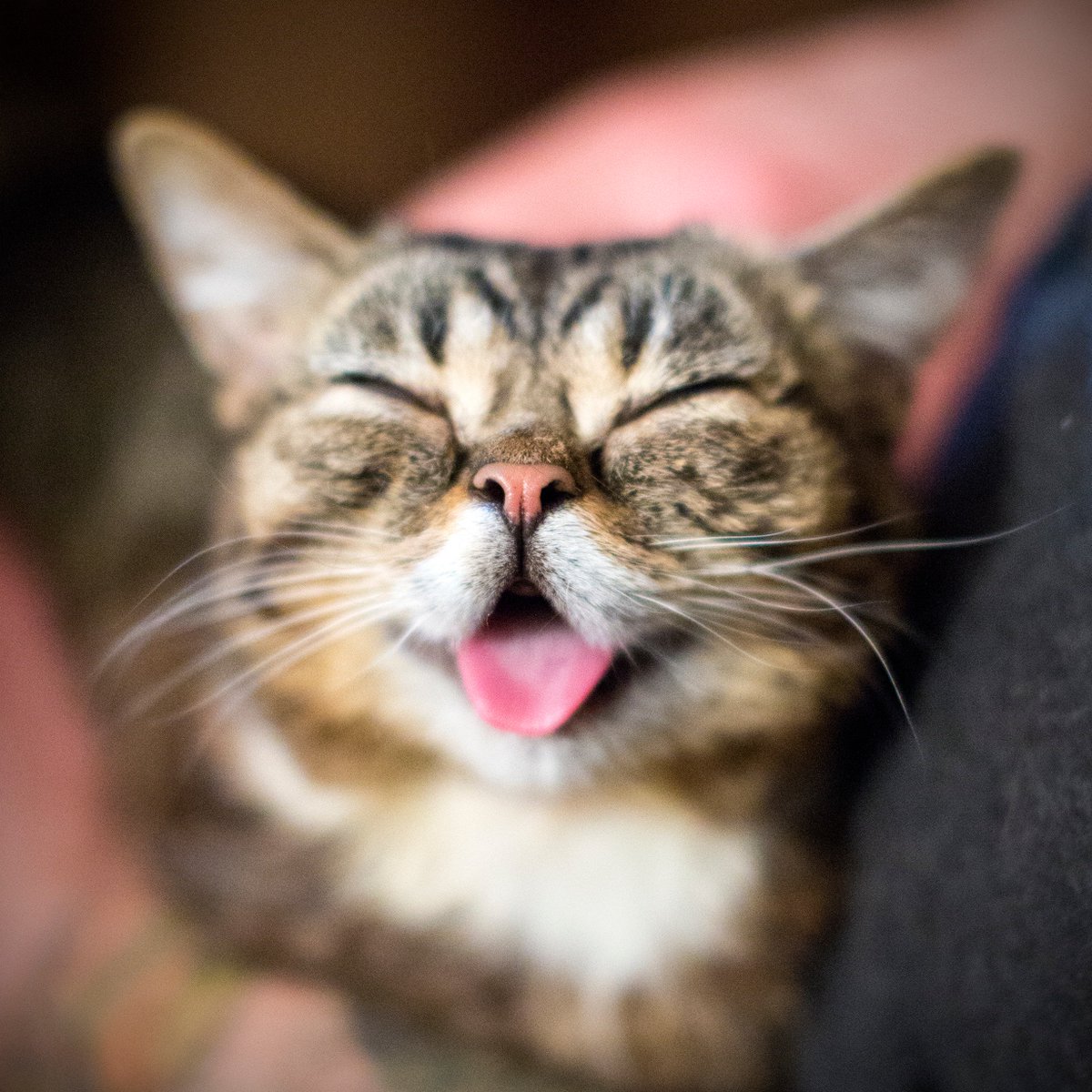 Lil BUB tweet media