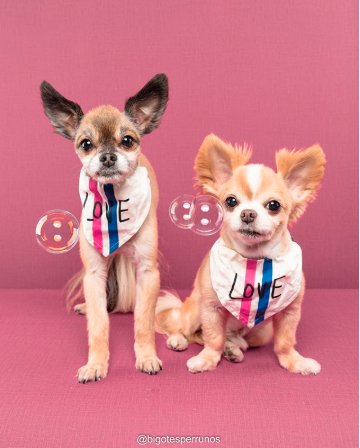 I was blowing bubbles for hours to get this shot. #EDbyPetSmart