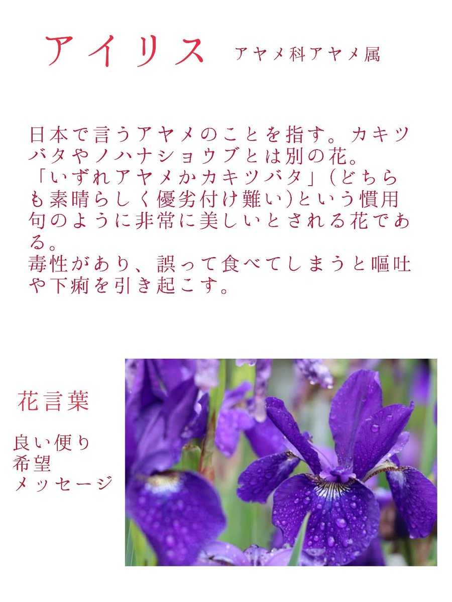 咲耶 フリージアドッグ というようにオルガルのチーム名には花の名前がついています 一つ一つ解説してみました ご査収ください 特に花言葉に注目 ほんっとエモい オルガル2 T Co Mtvl0lzh3n Twitter