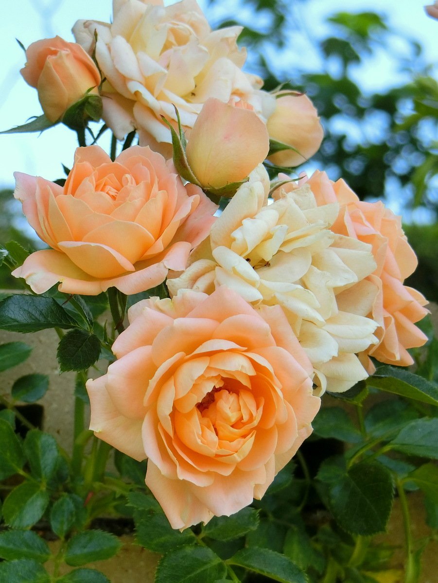 No Ka 薔薇の名前 The Name Of The Rose Le Nom De La Rose サンセット メモリー Sunset Memory No Ka 薔薇の名前 The Name Of The Rose Le Nom De La Rose サンセット メモリー Sunset Memory
