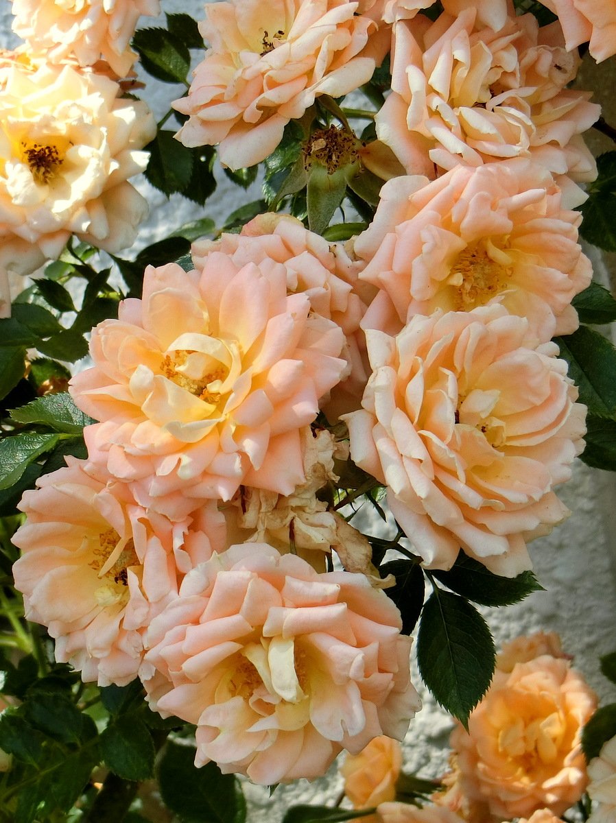 No Ka 薔薇の名前 The Name Of The Rose Le Nom De La Rose サンセット メモリー Sunset Memory No Ka 薔薇の名前 The Name Of The Rose Le Nom De La Rose サンセット メモリー Sunset Memory