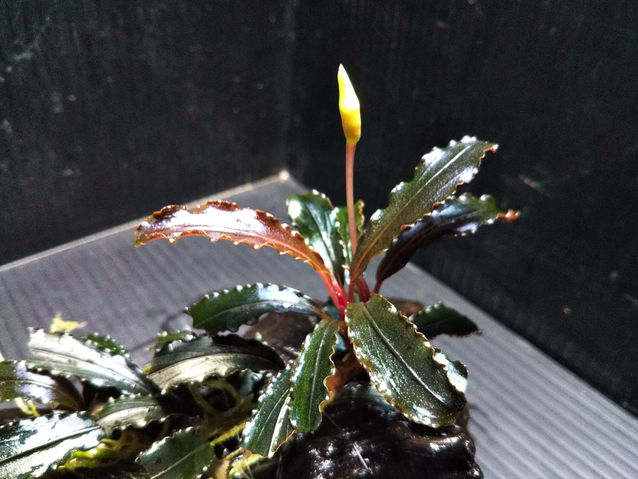 Aqua Fortune Bucephalandra Sp Kedagang 人気の美ブセファランドラです 良い感じの色に仕上がってたので撮影してみました 可愛い花も咲きますよ ブセファランドラクダガン ブセファランドラ Bucephalandra T Co Z6hn5gue3h Twitter