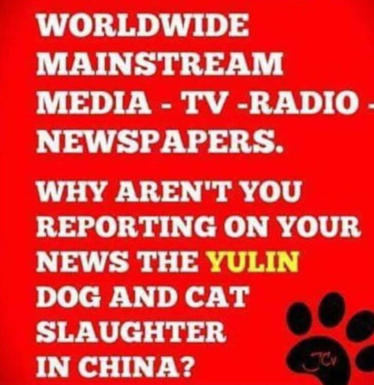 rivkalah's tweet photo. #abcworldnews each year Yulin China holds a dog meat festival, an excuse for bloodlust and theatre of torture. China hates western sentmentality, and takes it out on dogs using them symbolically IN INTENDED TORTURE. Chinese activists have no freedom of speech https://t.co/R5NgIK8BAJ