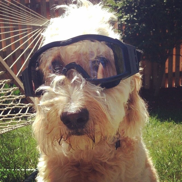 RiledUpRunner's tweet photo. Pouring One Out for the OG Blog Dog https://t.co/JbDrLRnoT0 https://t.co/Sa5Vdl2CoZ