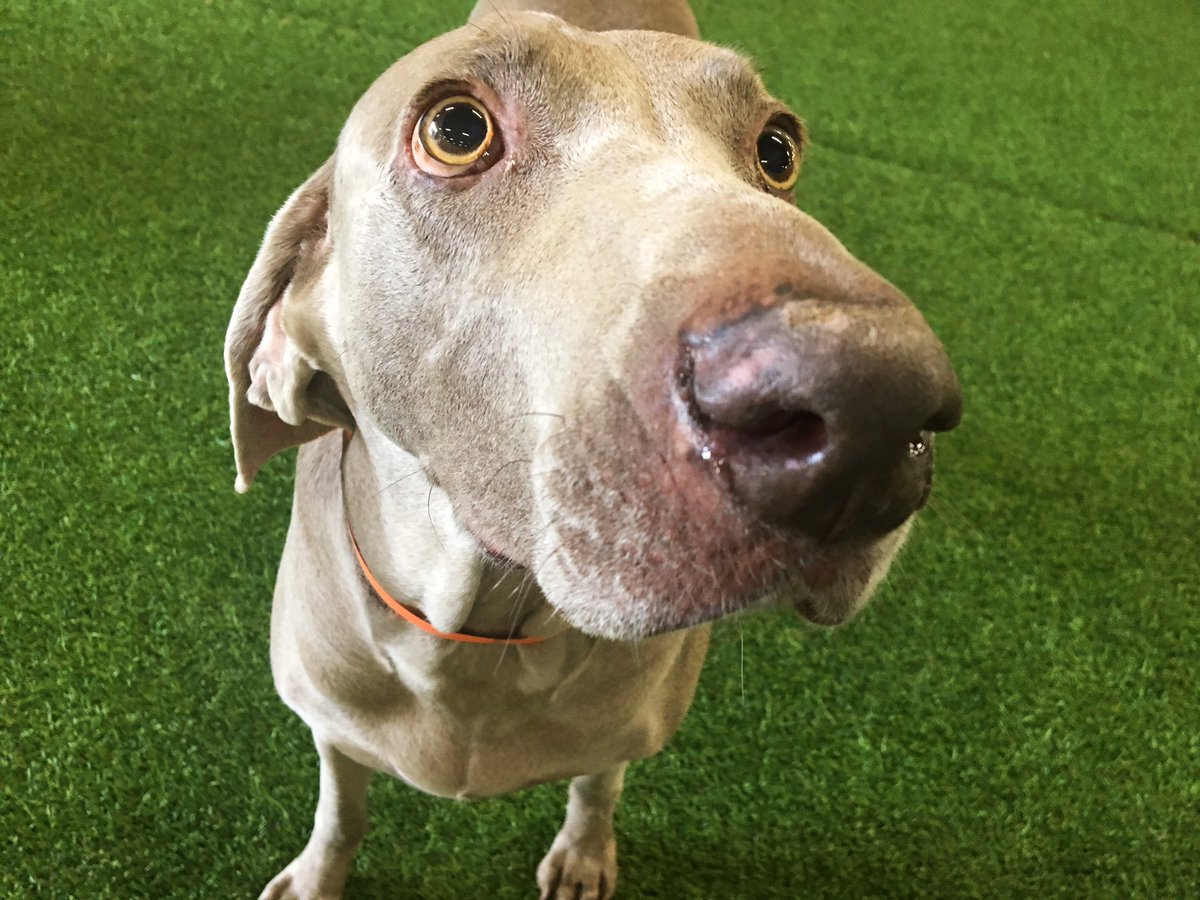 petparadiseATL's tweet photo. Facebook and Instagram are down, but here are some cute regular daycare faces from today! 😊 https://t.co/XCaZk2XVru