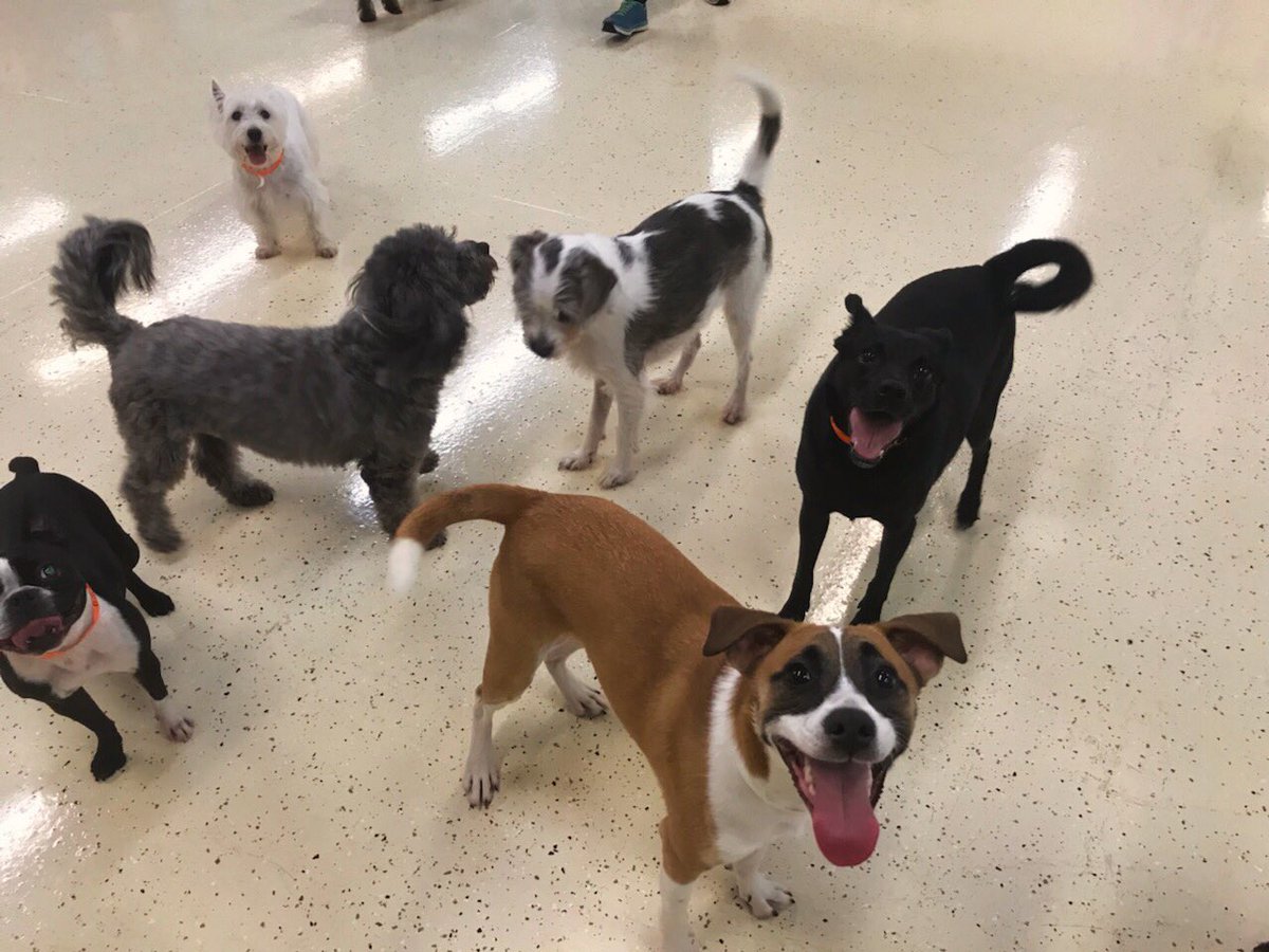 petparadiseATL's tweet photo. Facebook and Instagram are down, but here are some cute regular daycare faces from today! 😊 https://t.co/XCaZk2XVru