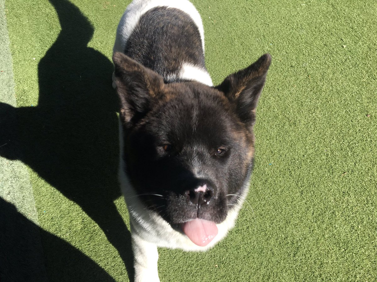 petparadiseATL's tweet photo. @pparadiseresort Same! https://t.co/zqYF7iII4t
