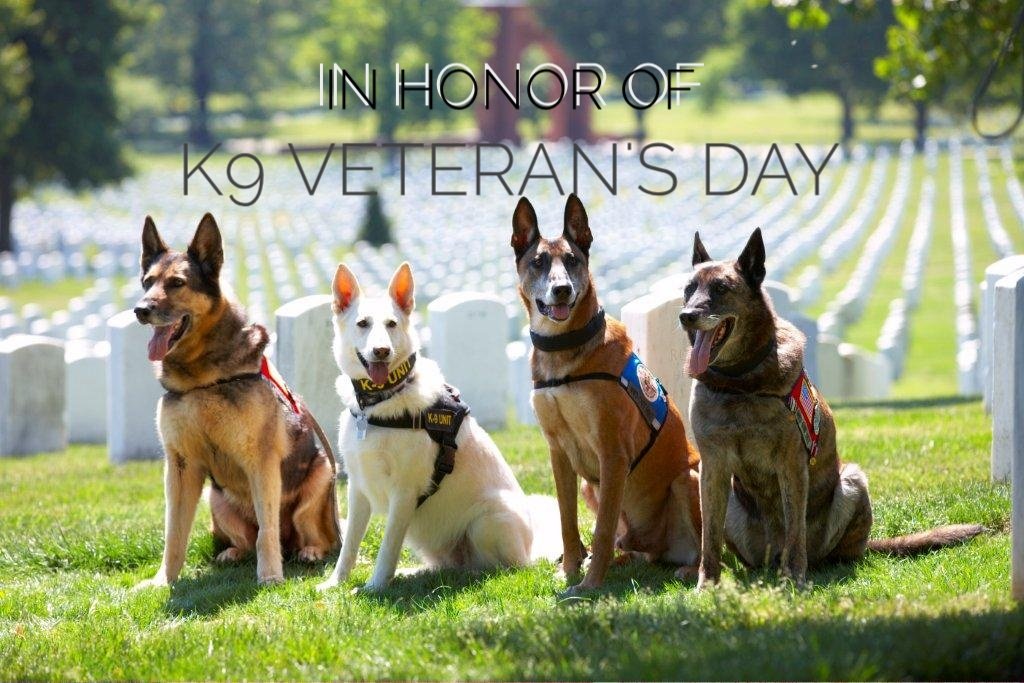 Happy #K9veteransday.