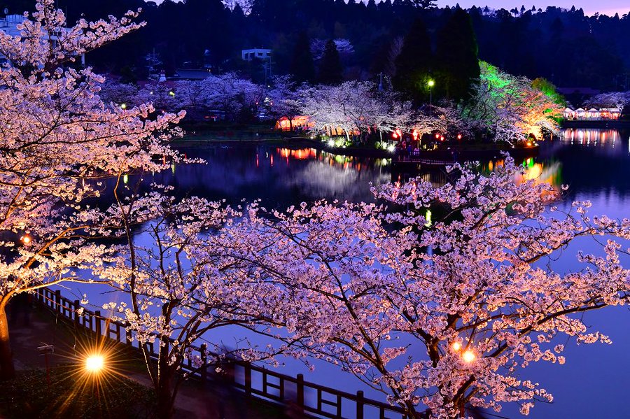 東金桜まつり 東金市 千葉県 花火大会 お祭り イベントの場所や開催日程