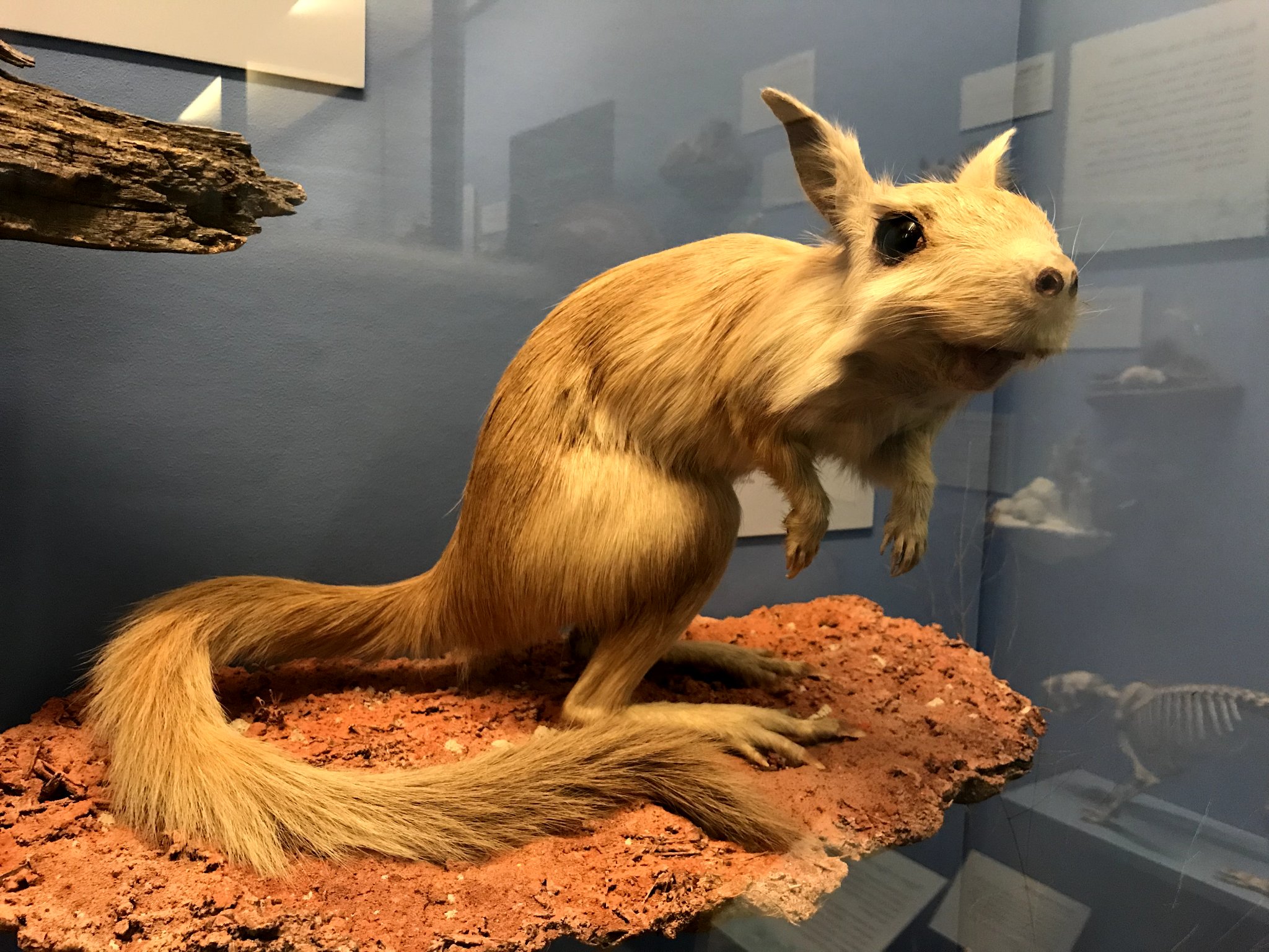 Field Museum on Twitter "s/o to the serval who has the longest legs