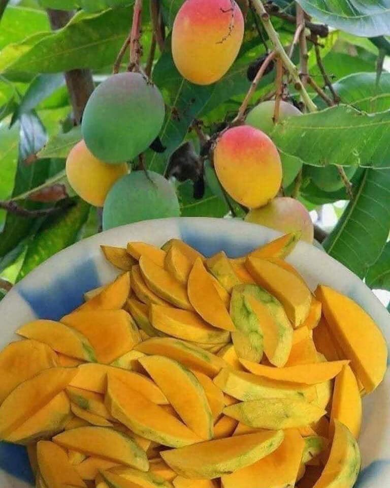pauloalbapeluk's tweet photo. Cual es tu mango 🥭 favorito ? 

🔁 si verde 
♥️ si amarillo https://t.co/oygxZu3woA
