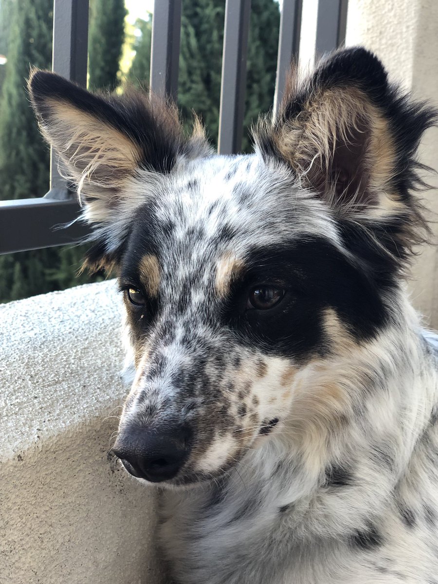 sbh's tweet photo. Meanwhile I’m out here making 🔥 content with my dog today and no one can see it.
#LASAM #instagramdown https://t.co/HRKBuBJLAK