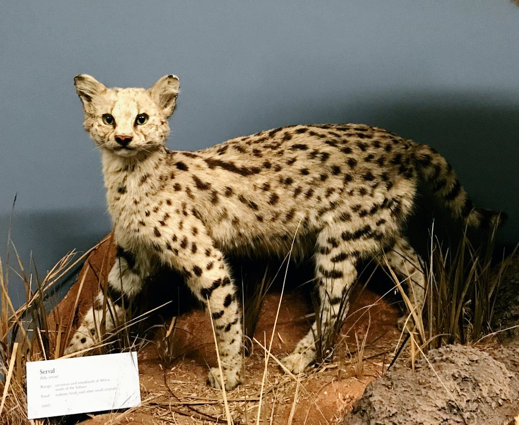 Field Museum on Twitter "s/o to the serval who has the longest legs
