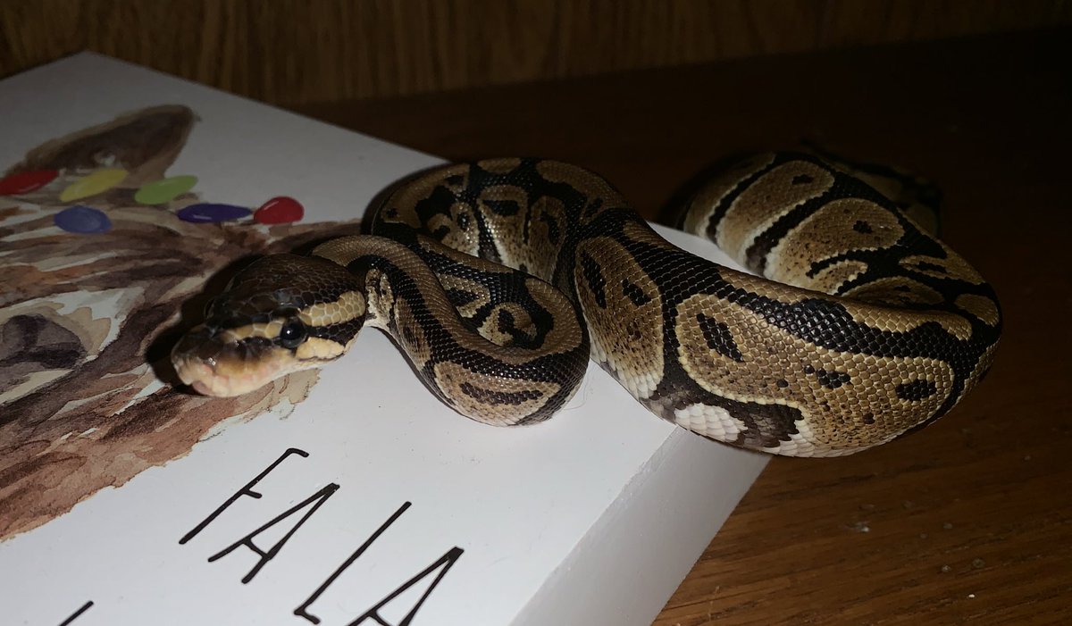 Parsel19's tweet image. My mommy tells me I’m a beautiful python everyday, and I believe her I mean look at me 😂🐍 #ballpython #ballpythonoftwitter #ballpythons #snakes #beautiful