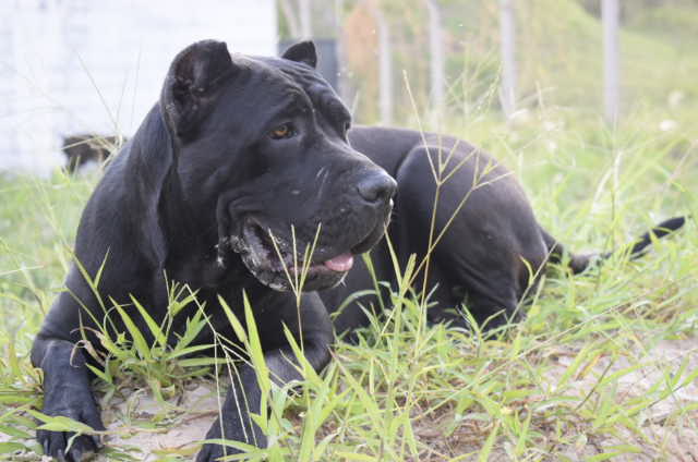 Osny Rangel Cane Corso At Osnyrangel Twitter