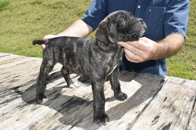 Osny Rangel Cane Corso At Osnyrangel Twitter
