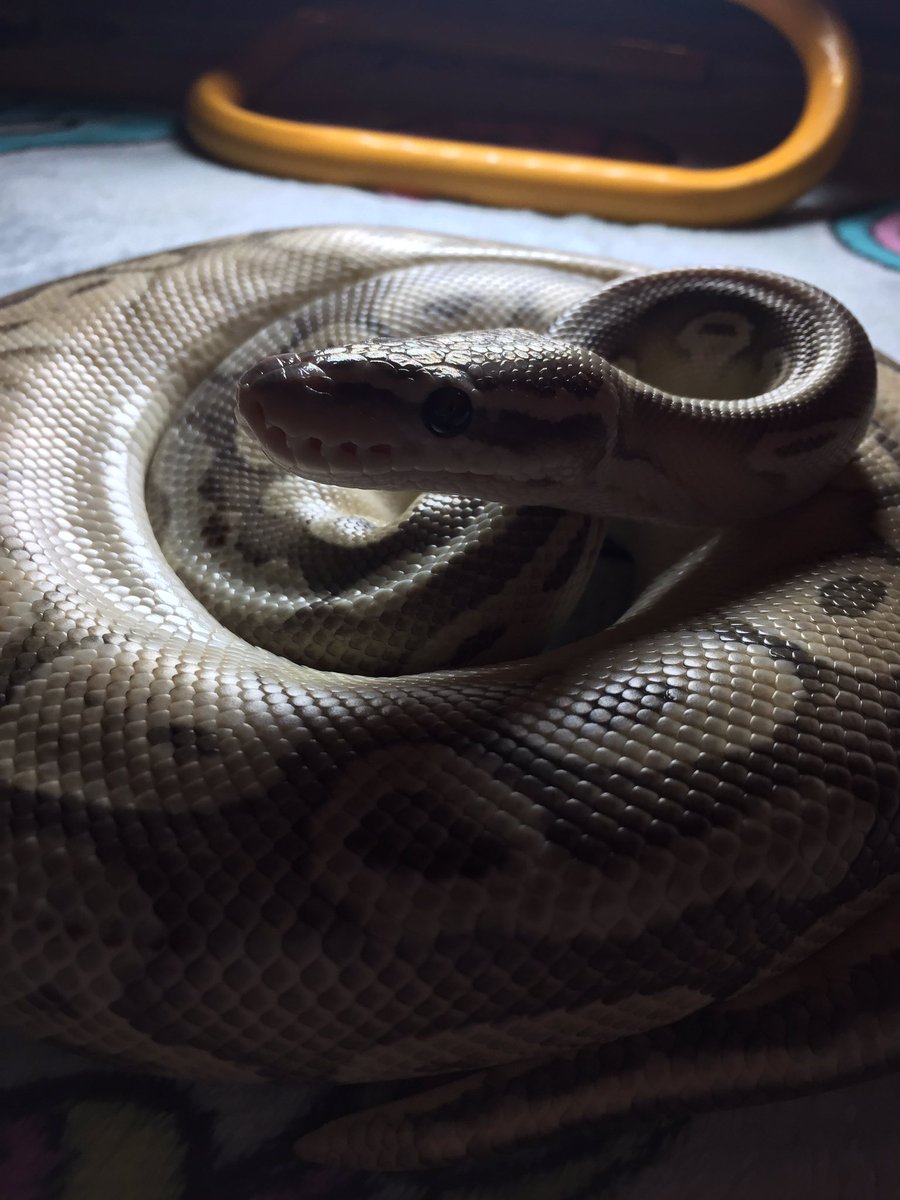 mandii_miss's tweet image. Just felt like sharing a few pictures of my ball pythons.  #ballpythonoftwitter #BallsPhotos #ballpythons #scalebabies