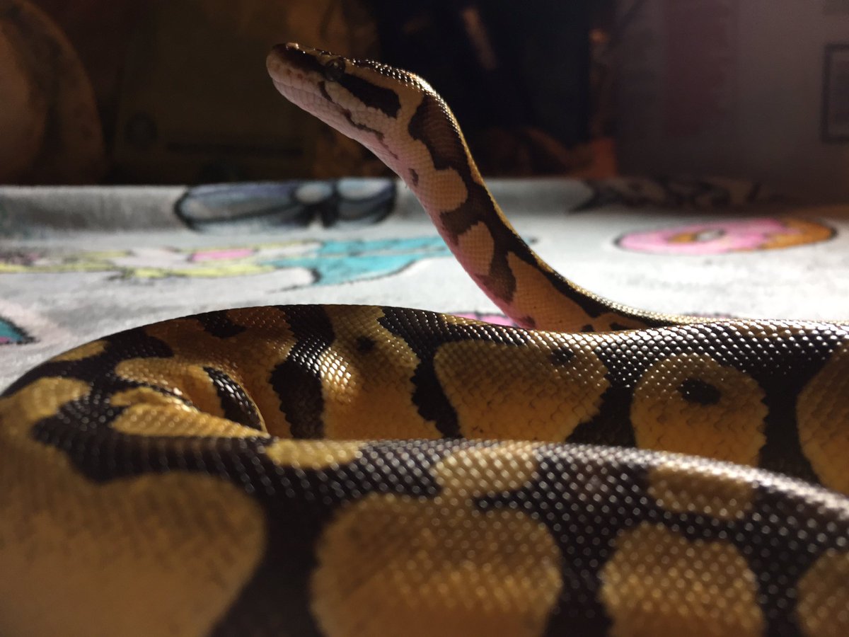 mandii_miss's tweet image. Just felt like sharing a few pictures of my ball pythons.  #ballpythonoftwitter #BallsPhotos #ballpythons #scalebabies