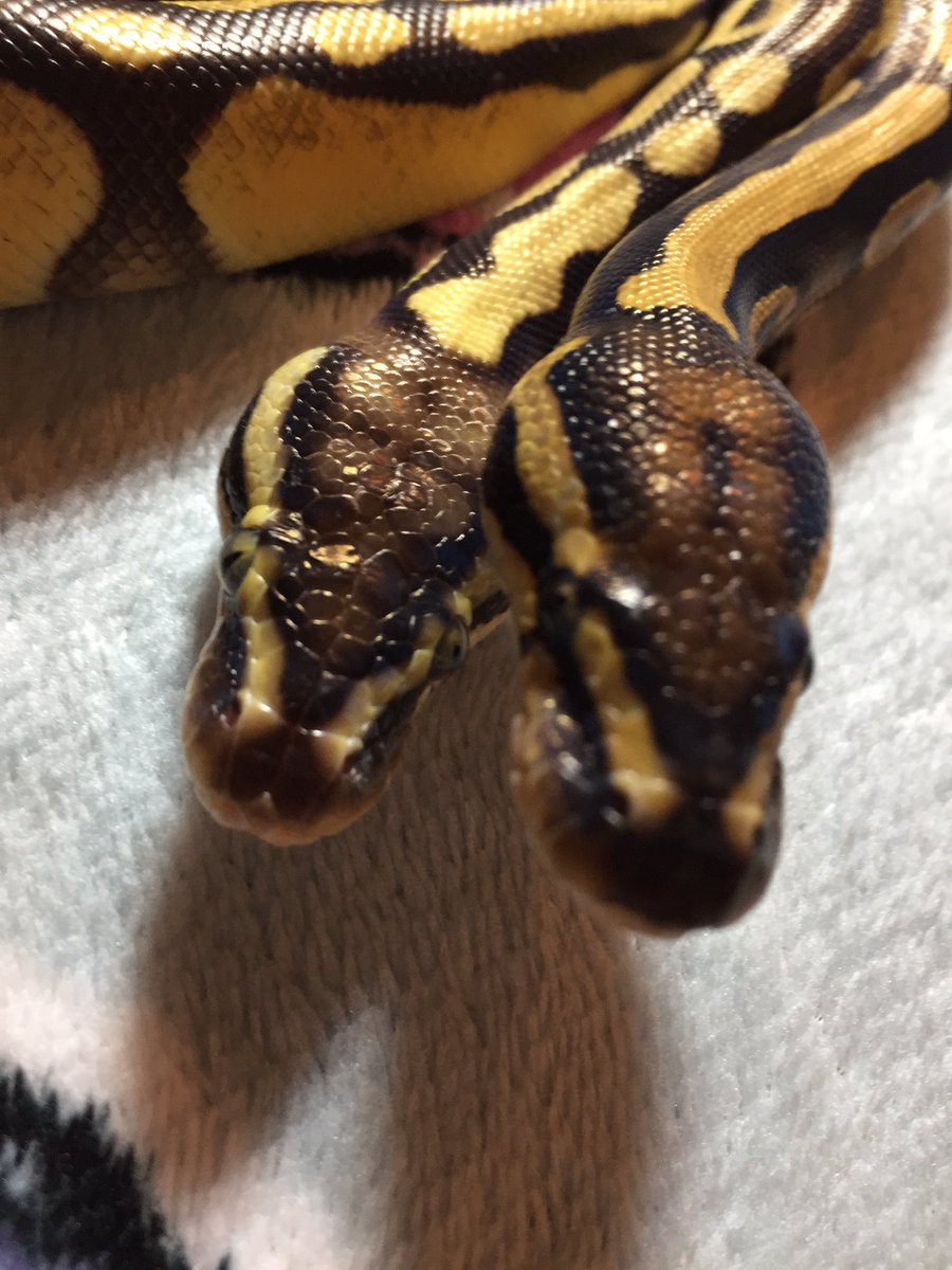 mandii_miss's tweet image. Just felt like sharing a few pictures of my ball pythons.  #ballpythonoftwitter #BallsPhotos #ballpythons #scalebabies