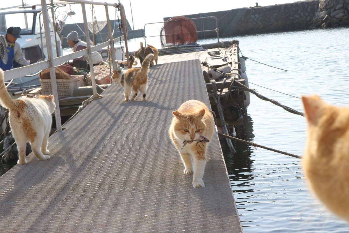 猫の島 青島 Twitterren 昔の猫は もらった魚は全て食べていた 頭も尻尾も骨も すべて食べていた 今の猫は 頭や尻尾は食べない 美味しい身の所だけを食べて 他は捨てる 猫の島 青島 Twitterren 昔の猫は もらった魚は全て食べていた 頭も尻尾も骨も すべて食べていた 今の猫は 頭や尻尾は食べない 美味しい身の所だけを食べて 他は捨てる