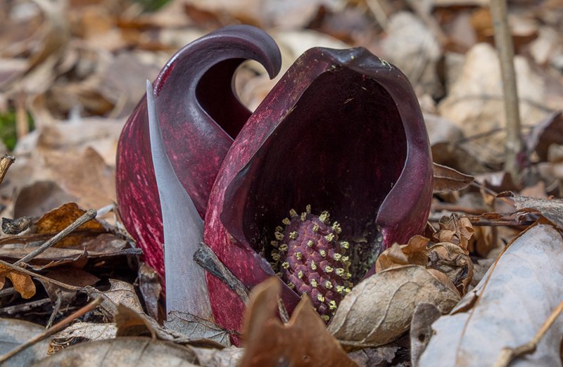 Skunk cabbage (Symplocarpus foetidus) is one of the first wildflowers to emerge in spring.  It's strong odor attracts early emerging pollinators!