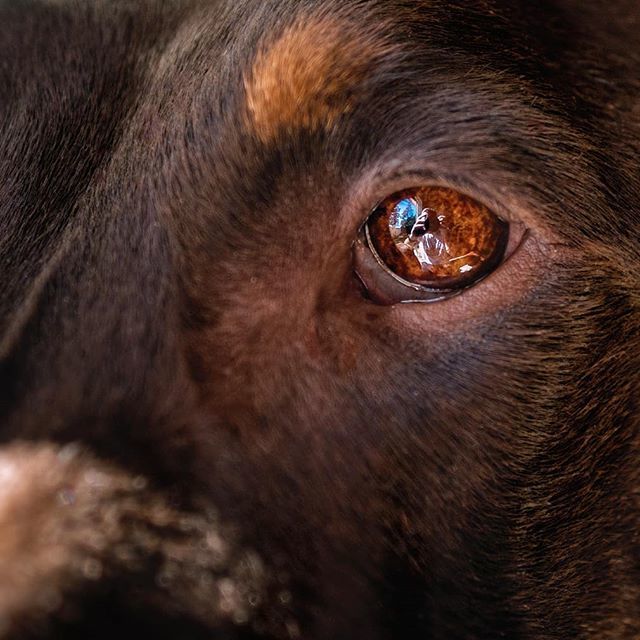 rubydooby_do's tweet photo. Upping my selfie game 😎😁 👁🗨 #eyetothesoul
.
.
#rubydooby_do #doberman_pinschers #instadobes #alldoberman #dogsofinstagram #doberman #dobie #dobermann #dobiesofinstagram #weeklyfluff #dobielove #instagram #topdogphoto #dobermanInstagram #dogsofinstaw… https://t.co/MwNgJjlnjR https://t.co/YQTTPCrARB