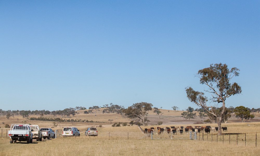 UniNewEngland's tweet photo. UNE has announced a multidisciplinary collaboration to research the unrecognized burden of #Qfever in areas where the disease is prevalent, such as #rural Northern #NSW and rural #QLD. #ResearchUNE ##UNEchangemaker #UNEpeople
https://t.co/QMaNtgDO4T https://t.co/S8ef89WE5U