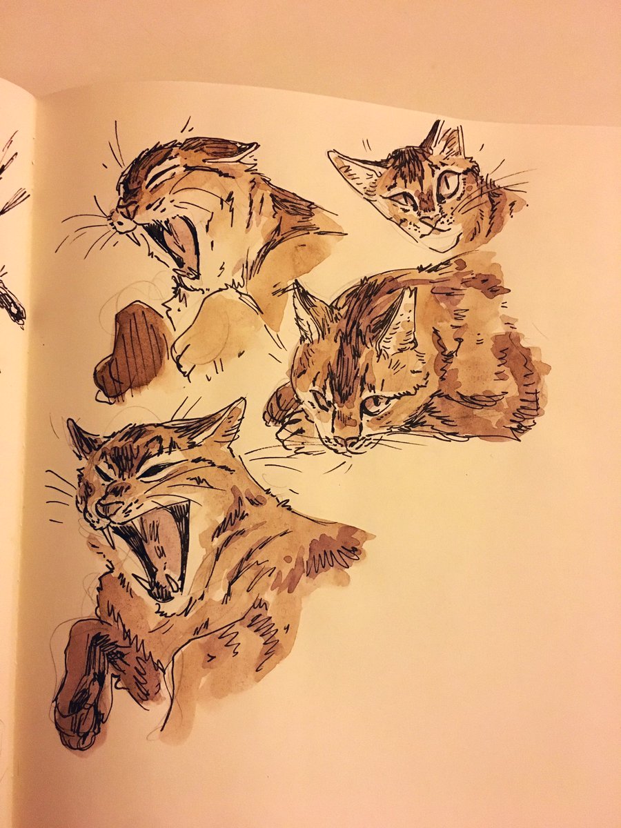 some cat studies while hanging out with friends 
