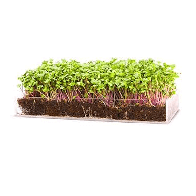 TreasuresWeb's tweet photo. Just add water and sunlight! https://t.co/hETmwWX2TQ https://t.co/7SxvGRK33b