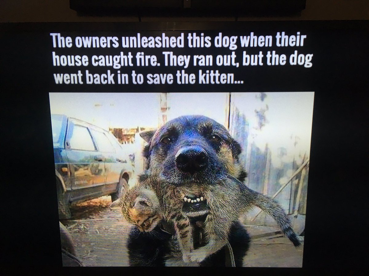 TeamDoggo's tweet image. 